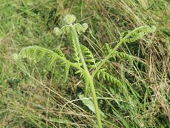 Hypolepis glandulifera