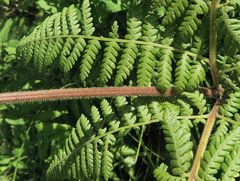 Hypolepis glandulifera