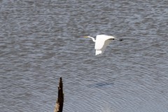 Ardea alba