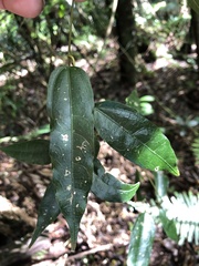 Aristolochia laheyana