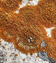 Polycauliona brattiae