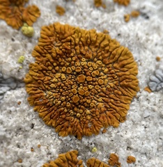 Polycauliona brattiae