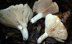Lactifluus subvellereus