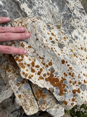 Polycauliona brattiae