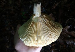 Lactifluus subvellereus