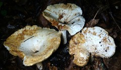 Lactifluus subvellereus