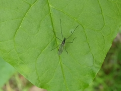Gnophomyia tristissima