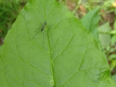 Gnophomyia tristissima