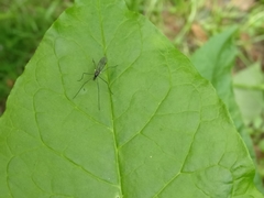 Gnophomyia tristissima