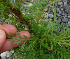Senecio bipinnatisectus