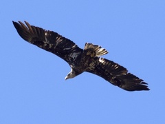 Haliaeetus leucocephalus leucocephalus