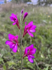 Gladiolus illyricus illyricus