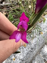 Gladiolus illyricus illyricus