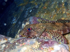 Bovichtus variegatus