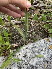 Gladiolus illyricus illyricus