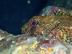 Bovichtus variegatus