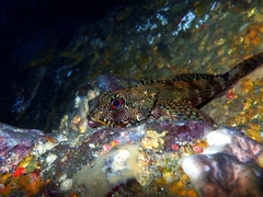 Bovichtus variegatus