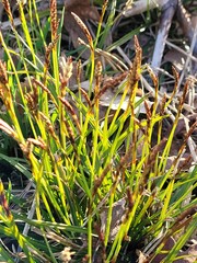 Carex ericetorum