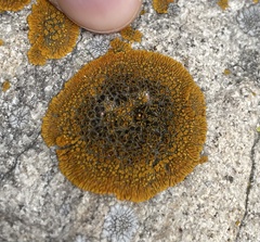 Polycauliona brattiae