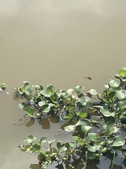Urothemis signata