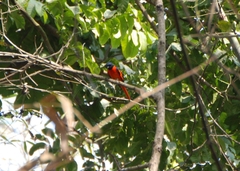Pericrocotus speciosus