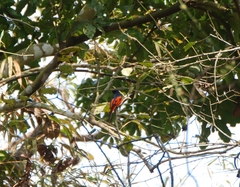 Pericrocotus speciosus