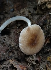 Pluteus podospileus