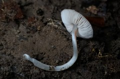 Pluteus podospileus