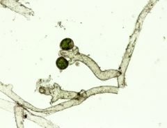 Vaucheria canalicularis