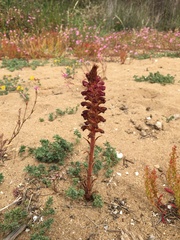 Orobanche sanguinea