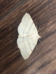 Adactylotis gesticularia