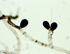 Vaucheria canalicularis