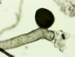 Vaucheria canalicularis