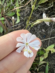 Silene longicilia