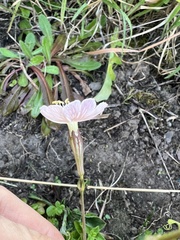 Silene longicilia