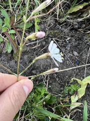 Silene longicilia