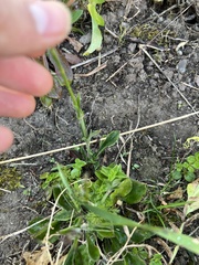 Silene longicilia