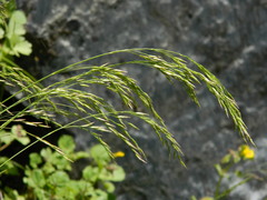Poa secunda