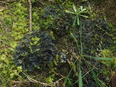 Peltigera dolichorhiza