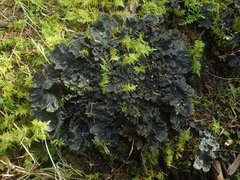 Peltigera dolichorhiza