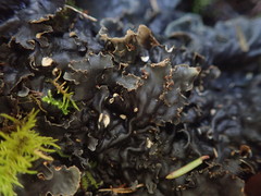 Peltigera dolichorhiza