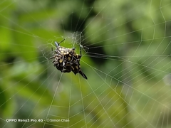 Gasteracantha diadesmia