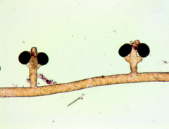 Vaucheria canalicularis