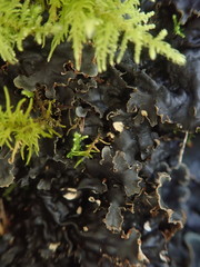 Peltigera dolichorhiza