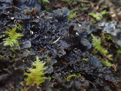 Peltigera dolichorhiza