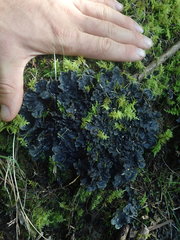 Peltigera dolichorhiza