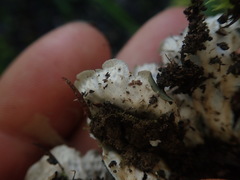 Peltigera dolichorhiza