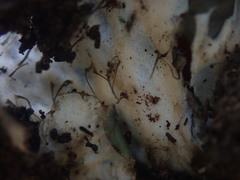 Peltigera dolichorhiza
