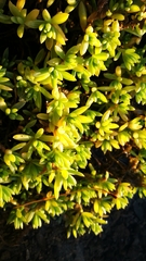 Suaeda novae-zelandiae
