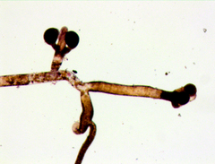 Vaucheria canalicularis